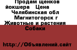 Продам щенков йокшера › Цена ­ 7 000 - Челябинская обл., Магнитогорск г. Животные и растения » Собаки   